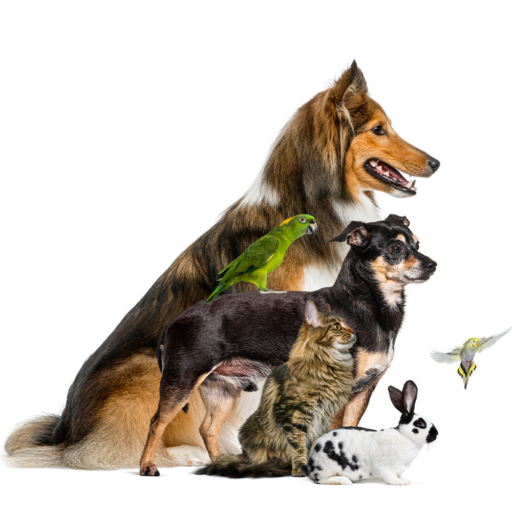 Pet